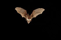 Rafinesque's big-eared bat (Corynorhinus rafinesquii) in flight, Texas, USA, Controlled conditions. March