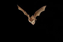 Rafinesque's big-eared bat (Corynorhinus rafinesquii) in flight, Texas, USA, Controlled conditions. March