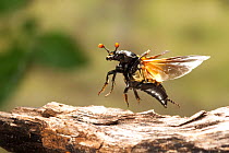 Burying beetle (Nicrophorus orbicollis) flying shots taken with high speed flash. Lamar County, Texas, USA Controlled conditions. June