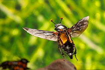 Sexton beetle (Nicrophorus carolinus), in flight, Lamar County, Texas, USA Controlled conditions. July