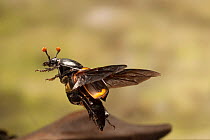 Sexton beetle (Nicrophorus carolinus) in flight, Lamar County, Texas, USA Controlled conditions. July