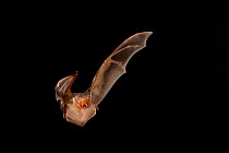 Red bat (Lasiurus borealis) female flying, San Saba County, Texas, USA. Controlled conditions. July