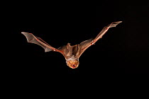 Eastern red bat (Lasiurus borealis) female flying, San Saba County, Texas, USA. Controlled conditions. July