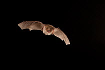 Cave myotis bat (Myotis velifer) flying, San Saba County, Texas, USA. Controlled conditions. July