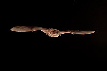 Cave myotis bat (Myotis velifer) flying, San Saba County, Texas, USA. Controlled conditions. July