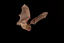 Cave Myotis bat (Myotis velifer) flying, San Saba County, Texas, USA. Controlled conditions. July