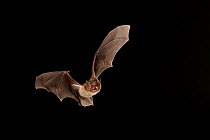 Cave myotis bat (Myotis velifer) flying; shots taken with high speed flash San Saba County, Texas, USA. Controlled conditions. July