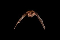 Evening bat (Nycticeius humeralis) flying; shots taken with high speed flash San Saba County, Texas, USA. Controlled conditions. July