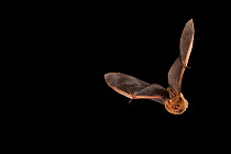 Eastern pipistrelle bat (Perimyotis subflavus) flying, San Saba County, Texas, USA. Controlled conditions. July