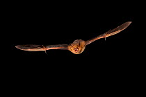 Eastern pipistrelle bat (Perimyotis subflavus) flying, San Saba County, Texas, USA. Controlled conditions. July