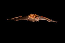 Eastern pipistrelle (Perimyotis subflavus) flying, San Saba County, Texas, USA. Controlled conditions. July