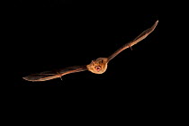 Eastern Pipistrelle (Perimyotis subflavus) flying, San Saba County, Texas, USA. Controlled conditions. July