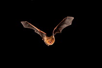 Eastern Pipistrelle (Perimyotis subflavus) flying, San Saba County, Texas, USA. Controlled conditions. July