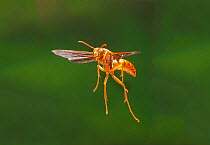 Polistes carolina (Red Wasp) in flight Lamar County, Texas, USA Controlled conditions. August