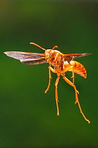 Red wasp (Polistes carolina) in flight Lamar County, Texas, USA Controlled conditions. August