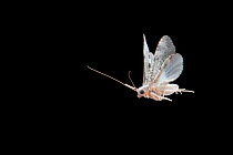 Caddisfly (Hydropsychidae) in flight and attracted to mercury vapour light, Lamar County, Texas, USA, August. August
