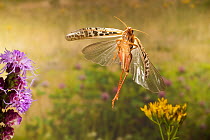 American bird grasshopper (Schistocerca americana) in flight Lamar County, Texas, USA Controlled conditions. August