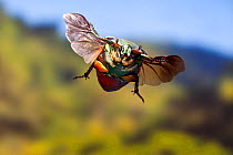 Green june beetle (Cotinis nitida) in flight Williamson County, Texas, USA Controlled conditions. October
