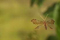 Beaded lacewing (Lomamyia sp.) flying Jasper Count, Texas, USA Controlled conditions. May