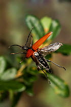Tarantula hawk longhorn beetle mimic (Stenelytrana gigas) flying Gillespie County, Texas, USA. Controlled conditions. June