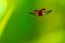 Harlequin ladybird (Harmonia axyridis) flying, Tuscaloosa County, Alabama, USA Controlled conditions. January
