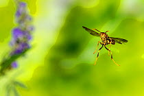 Paper wasp (Polistes exclamans) Bastrop County, Texas, USA. May