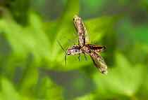 Blind click beetle (Alaus myops), Tuscaloosa County, Alabama, USA Controlled conditions. May