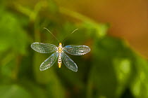 Green lacewing (Abachrysa eureka) flying, Tuscaloosa County, Alabama, USA Controlled conditions. May