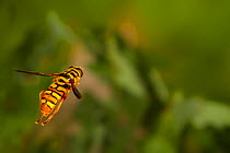 Yellowjacket hover fly (Milesia virginiensis) flying, Tuscaloosa County, Alabama, USA Controlled conditions. June
