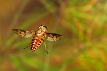 Horse fly (Tabanus petiolatus), Tuscaloosa County, Alabama, USA Controlled conditions. June