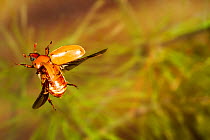 Grapevine beetle (Pelidnota punctata) flying, Tuscaloosa County, Alabama, USA Controlled conditions. June