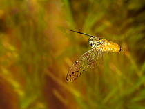 Hieroglyphic cicada (Neocicada hieroglyphica) flying, Tuscaloosa County, Alabama, USA Controlled conditions. June