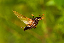 Sexton beetle (Nicrophorus pustulatus) flying, Tuscaloosa County, Alabama, USA Controlled conditions. July