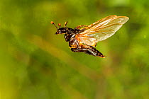 Sexton beetle (Nicrophorus pustulatus) flying, Tuscaloosa County, Alabama, USA Controlled conditions. July