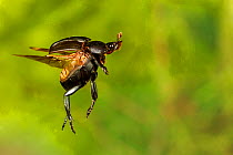 Dung beetle (Canthon vigilans), Tuscaloosa County, Alabama, USA Controlled conditions. July