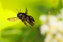 Southern carpenter bee (Xylocopa micans) female flying, Tuscaloosa County, Alabama, USA Controlled conditions. July