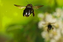 Southern carpenter bee (Xylocopa micans) female flying, Tuscaloosa County, Alabama, USA Controlled conditions. July