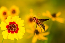 Paper wasp (Polistes metricus) flying from flower, Tuscaloosa County, Alabama, USA Controlled conditions. September