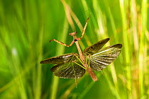 Carolina mantis (Stagmomantis carolina) male flying, Tuscaloosa County, Alabama, USA Controlled conditions. September