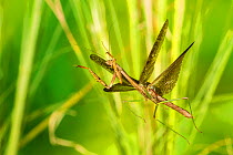 Carolina mantis (Stagmomantis carolina) male flying, Tuscaloosa County, Alabama, USA Controlled conditions. September