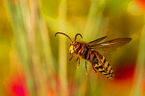 European hornet (Vespa crabro germana) flying, Tuscaloosa County, Alabama, USA Controlled conditions. September