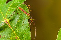 Assassin bug (Zelus luridus), Tuscaloosa County, Alabama, USA September