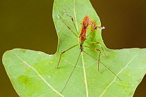 Assassin bug (Zelus luridus), Tuscaloosa County, Alabama, USA September