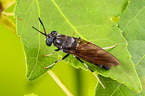 Black soldier fly (Hermetia illucens), Tuscaloosa County, Alabama, USA September