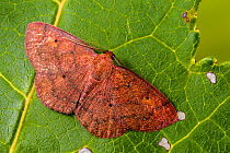 Black-dotted ruddy moth (Ilexia intractata), Tuscaloosa County, Alabama, USA October