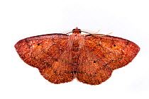 Black-dotted ruddy moth (Ilexia intractata) on white background, Tuscaloosa County, Alabama, USA October