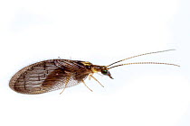 Brown lacewing (Sympherobius occidentalis) on white background, Tuscaloosa County, Alabama, USA October