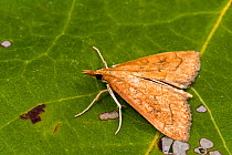 Celery leaftier moth (Udea rubigalis), Tuscaloosa County, Alabama, USA October