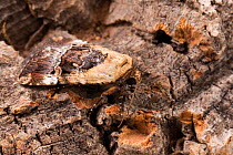 Chalcedony midget moth (Elaphria chalcedonia), Tuscaloosa County, Alabama, USA October