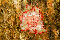 Christmas lichen (Cryptothecia rubrocincta) Florida, USA. September